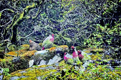 云南苍山洱海国家级自然保护区:山翠湖清 鱼跃鸟鸣 云南苍山洱海国家级自然保护区:山翠湖清 鱼跃鸟鸣