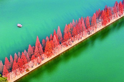 【大美中国】水杉披红引客来