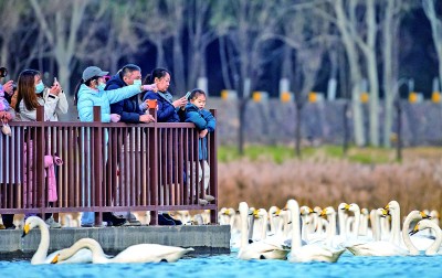 白天鹅“回家”过冬