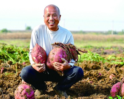 河南省南阳市唐河县滨河街道王庄村：一棵红薯催生“甜蜜链”