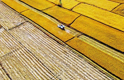 一粒米，何以如此香甜——吉林省延边州推动大米产业高质量发展的探索实践