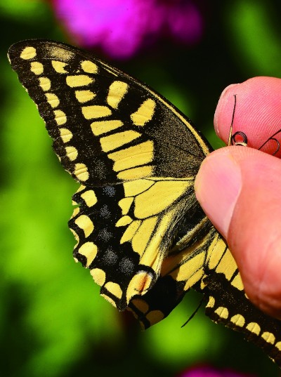 浮生常博物 记得去看花 浮生常博物 记得去看花