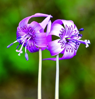 浮生常博物 记得去看花 浮生常博物 记得去看花