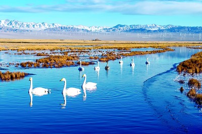 城市湿地共生 绘就灵动画卷