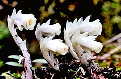 云南石林世界地质公园：自然与人文景观交相辉映