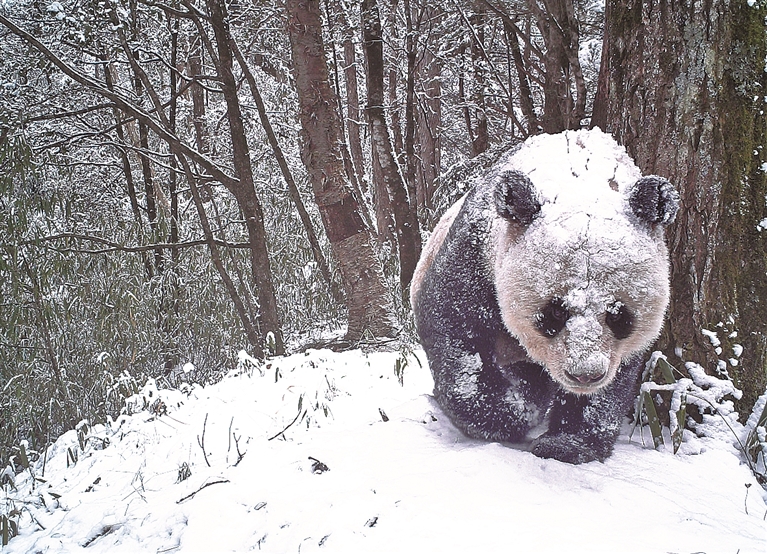 【人与自然和谐相处的温暖瞬间】“树桩”和“雪球”
