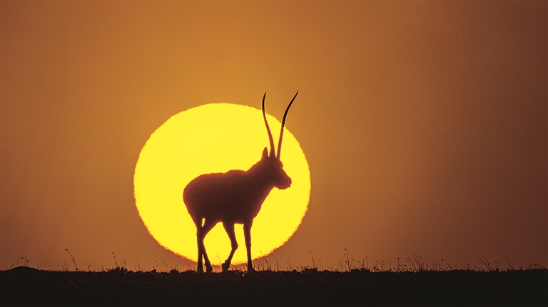 玉树的生灵 玉树的生灵