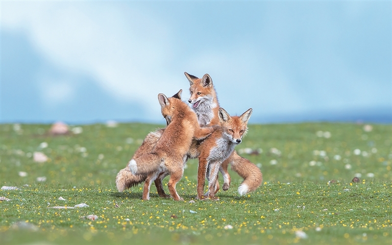 玉树的生灵 玉树的生灵