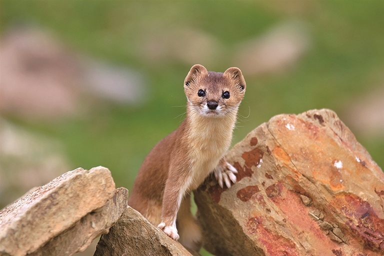 玉树的生灵 玉树的生灵
