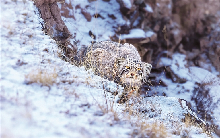 玉树的生灵 玉树的生灵