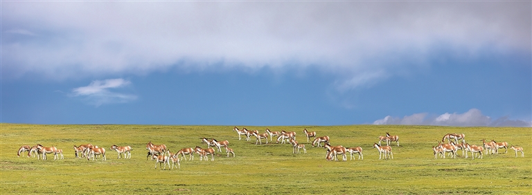 玉树的生灵 玉树的生灵