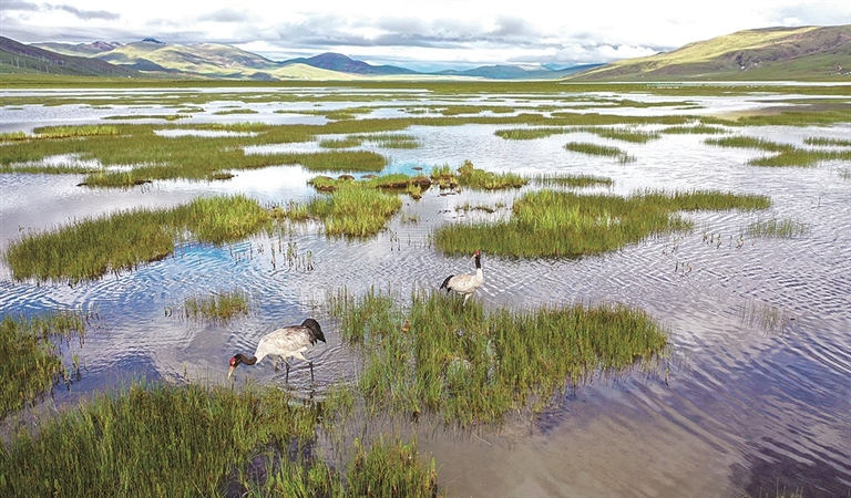 玉树的生灵 玉树的生灵