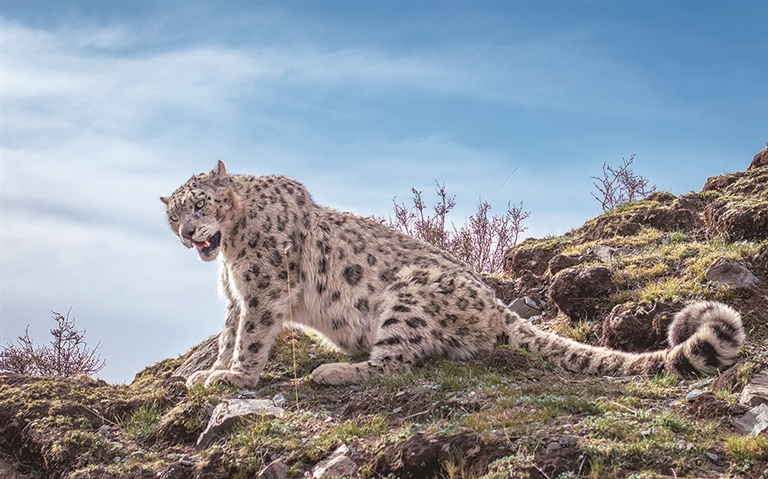 玉树的生灵 玉树的生灵
