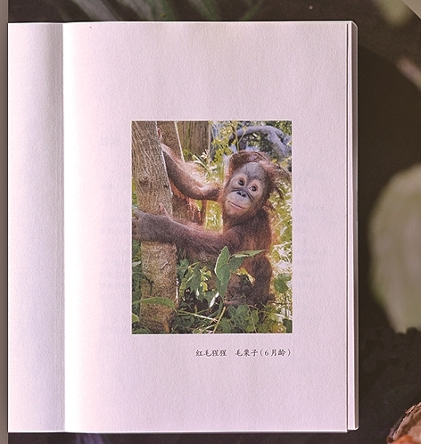 《阿猩》:呼唤关爱与守护 《阿猩》:呼唤关爱与守护