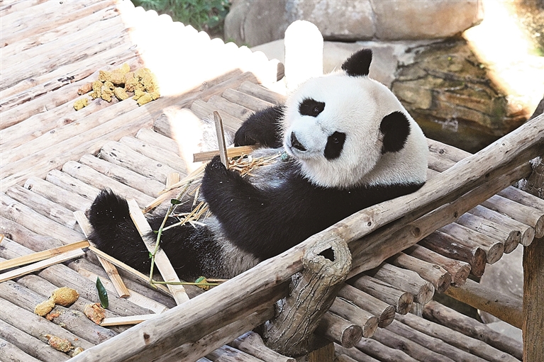 旅马大熊猫“辰星”“晓月”正式亮相