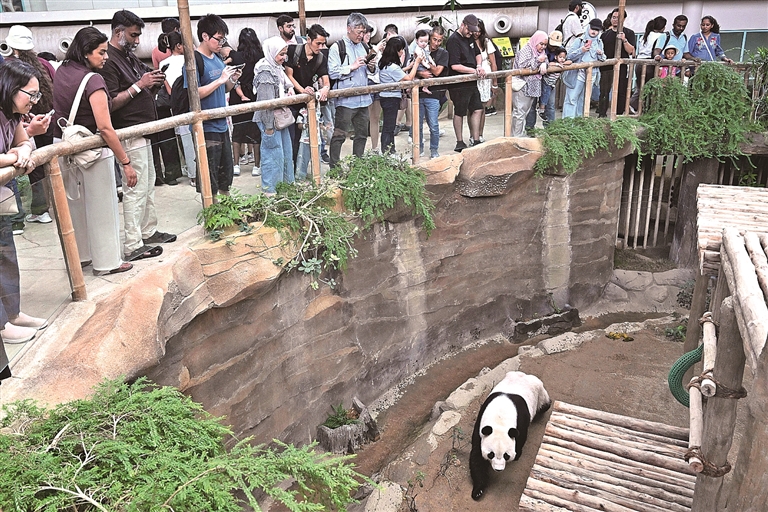 旅马大熊猫“辰星”“晓月”正式亮相