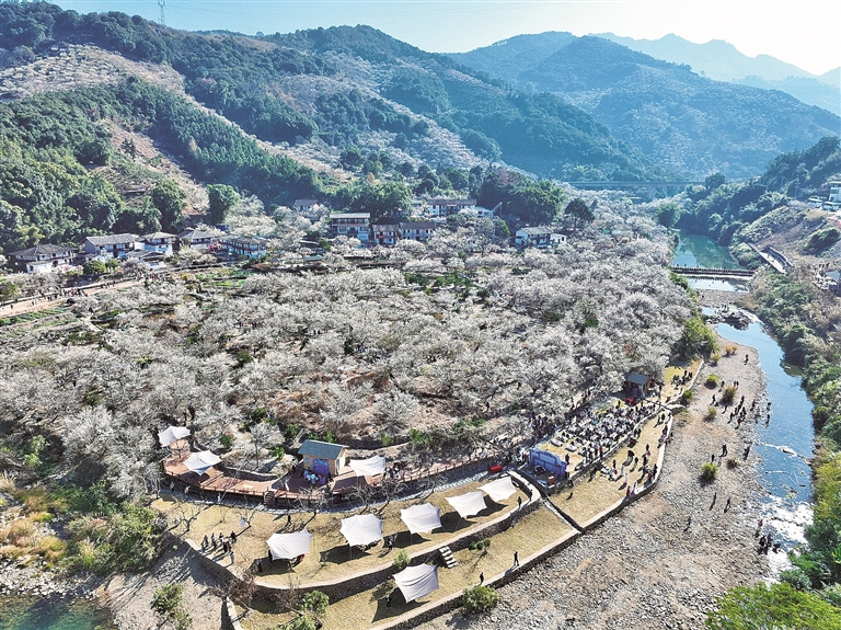 【大美中国】青梅绽放引客来