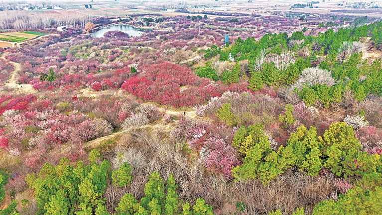 【大美中国】赏梅