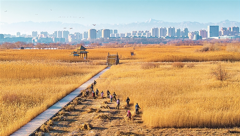 收割苇草防隐患