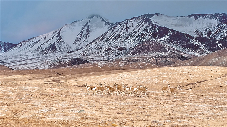 风吹草浪景成诗 草原牧歌唱新章——“十四五”期间我国草原生态治理成效显著