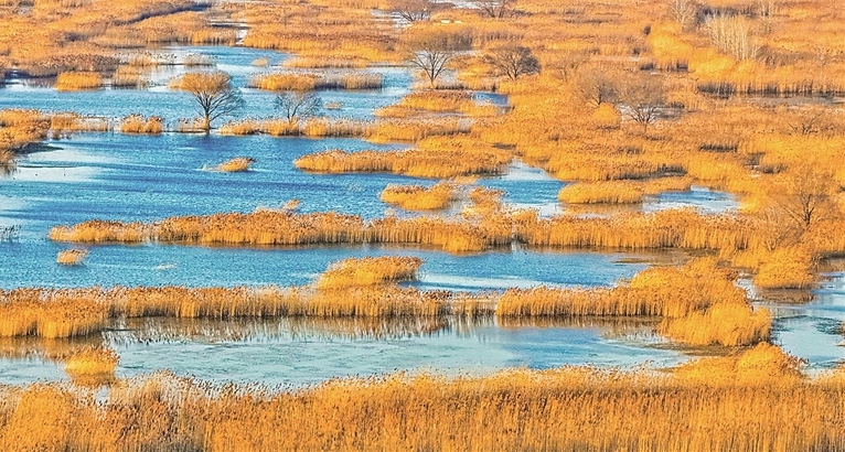 湿地冬韵