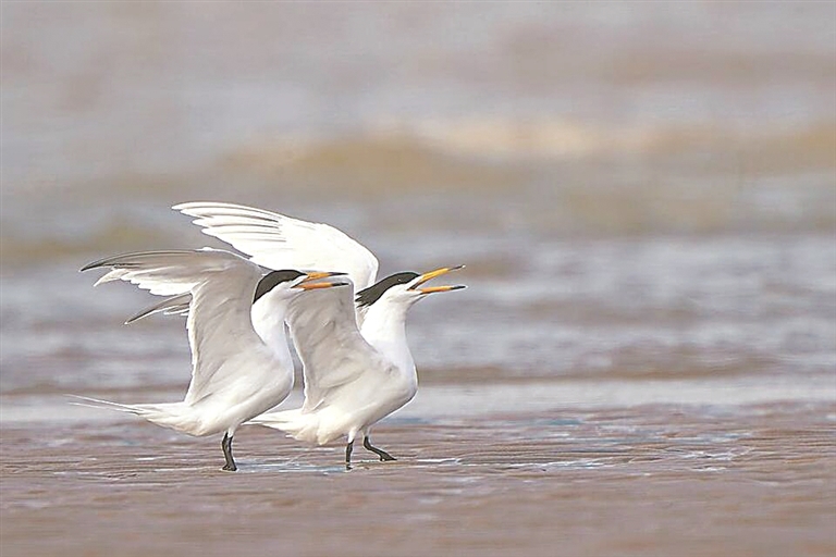 同守碧水青山 赓续生态文脉——生态文化交流为两岸融合发展注入新动力