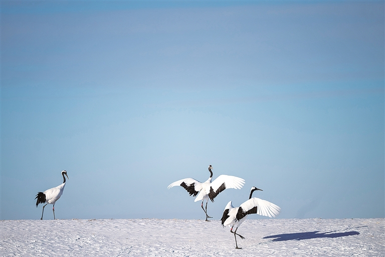 鹤舞冬日