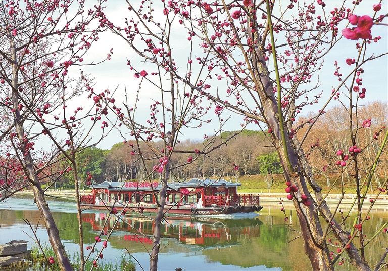 【大美中国】梅花开