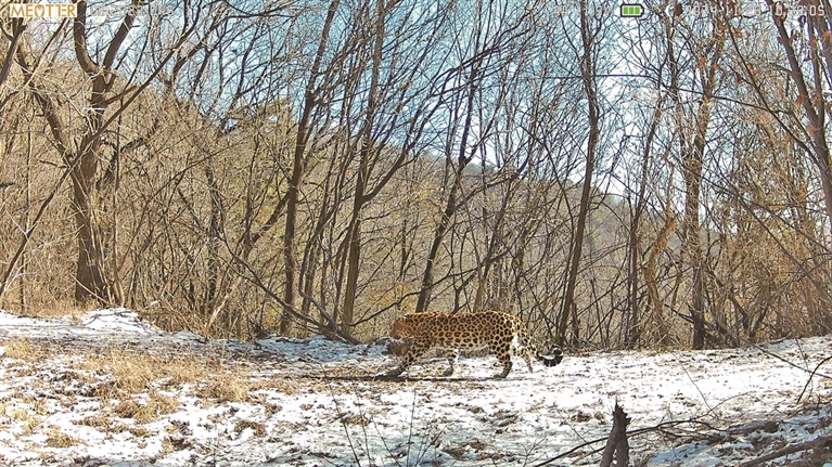 从偶现踪迹到稳定种群 子午岭华北豹“归来”