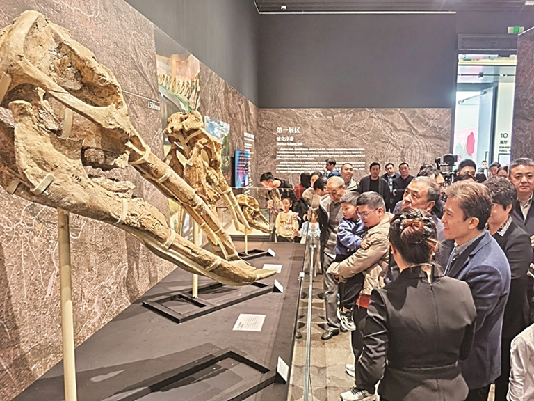 一场跨越千万年的生命对话——54件珍贵和政古动物化石在深圳亮相 一场跨越千万年的生命对话——54件珍贵和政古动物化石在深圳亮相