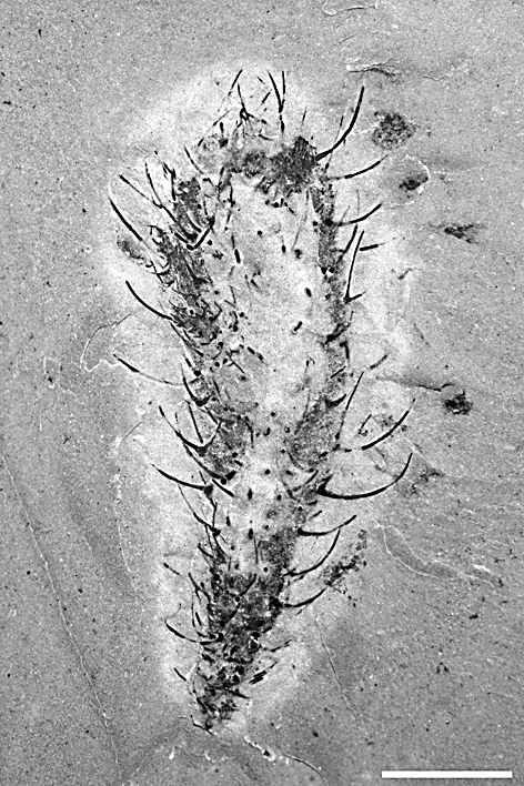 寻回失落的寒武纪，中国科学家找到了“亲历者”