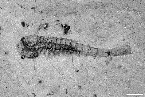 寻回失落的寒武纪，中国科学家找到了“亲历者”