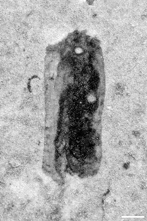 寻回失落的寒武纪，中国科学家找到了“亲历者”