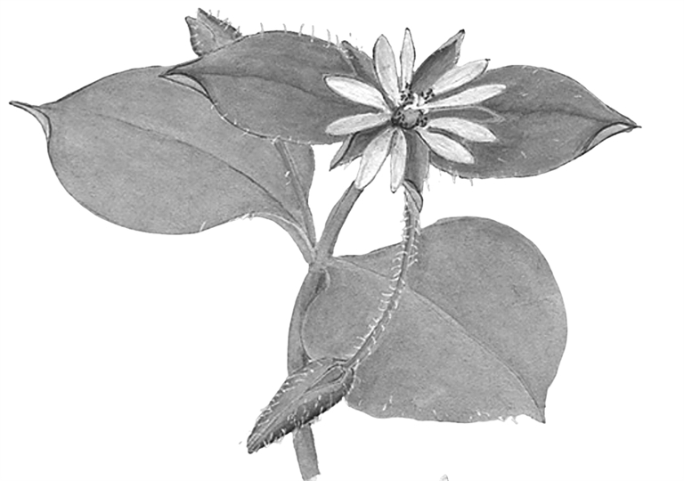 光明文化周末：繁缕