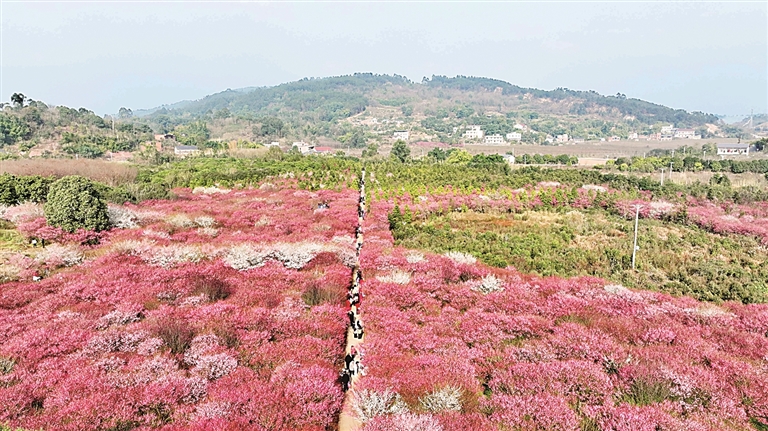【大美中国】红梅竞艳