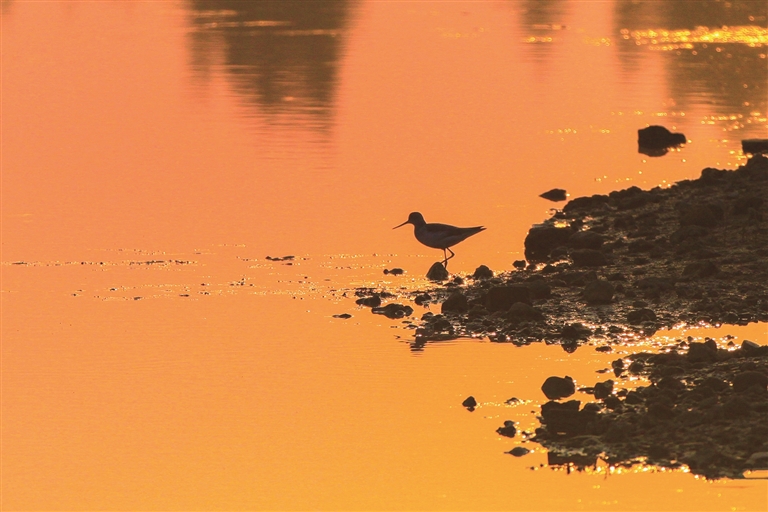 河南淅川：丹江湿地 候鸟乐园