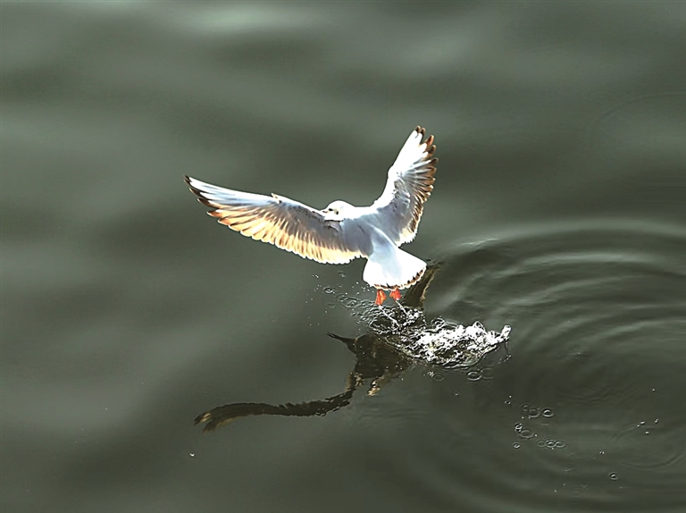 河南淅川：丹江湿地 候鸟乐园
