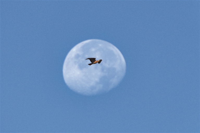 中国黄（渤）海候鸟栖息地：人与自然的和谐交响