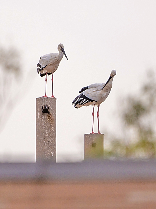 中国黄（渤）海候鸟栖息地：人与自然的和谐交响