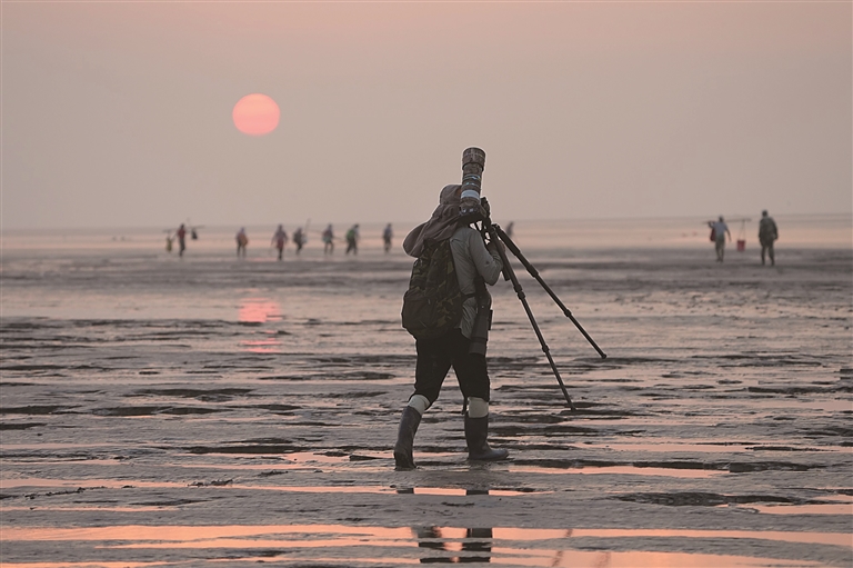 中国黄（渤）海候鸟栖息地：人与自然的和谐交响