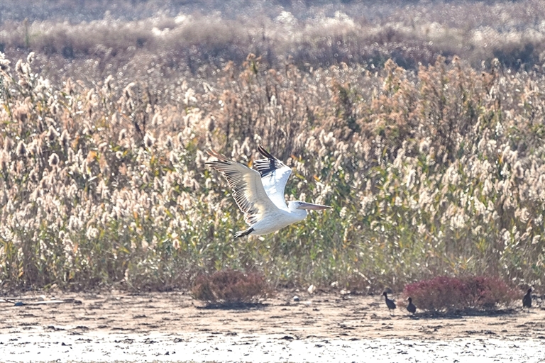 中国黄（渤）海候鸟栖息地：人与自然的和谐交响
