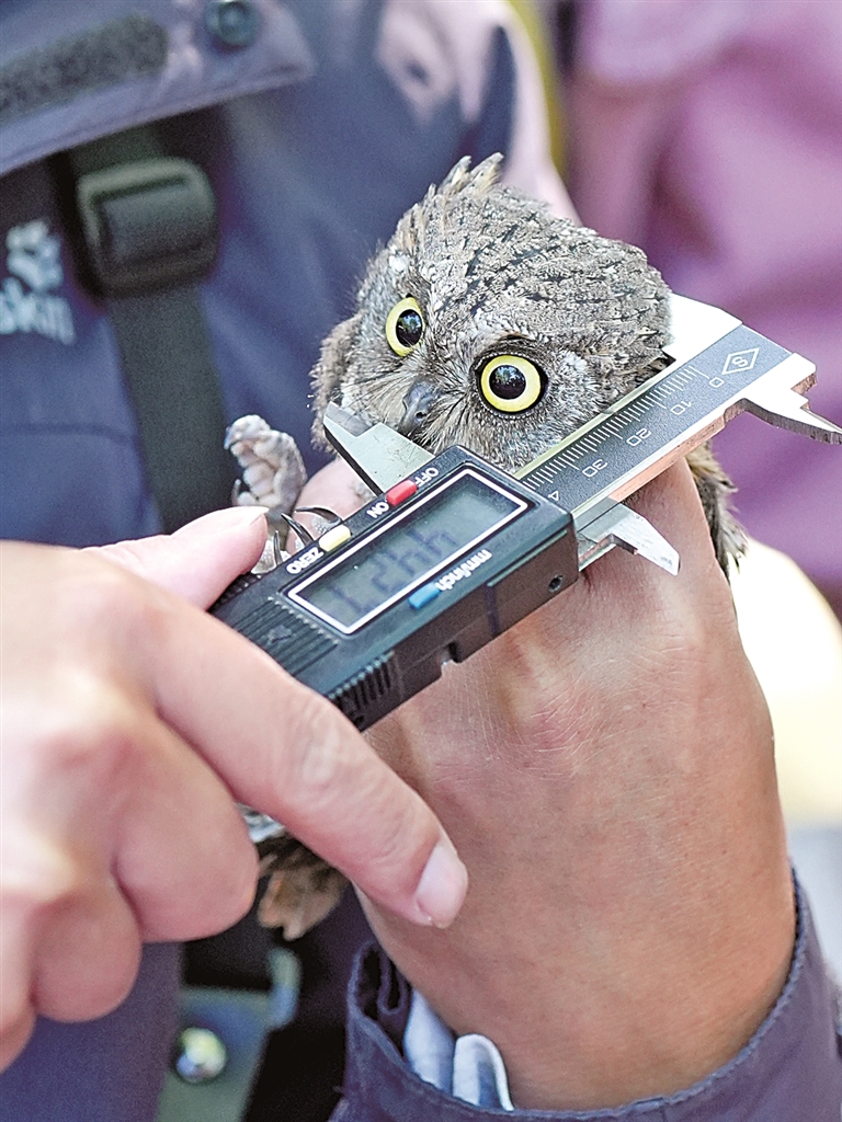 中国黄（渤）海候鸟栖息地：人与自然的和谐交响