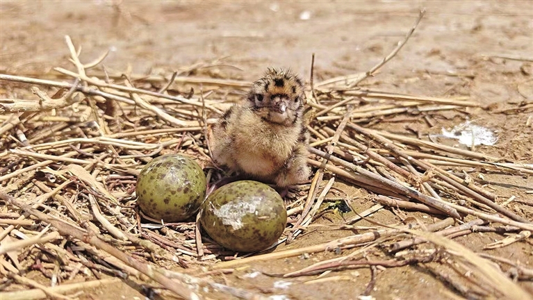 中国黄（渤）海候鸟栖息地：人与自然的和谐交响