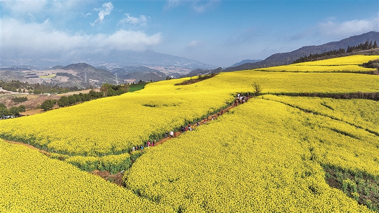 【大美中国】油菜花开