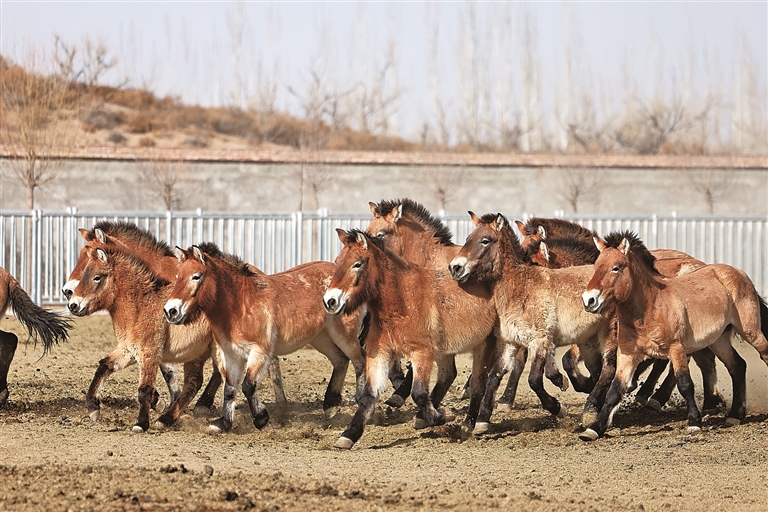 科学保护助力普氏野马种群稳定繁育