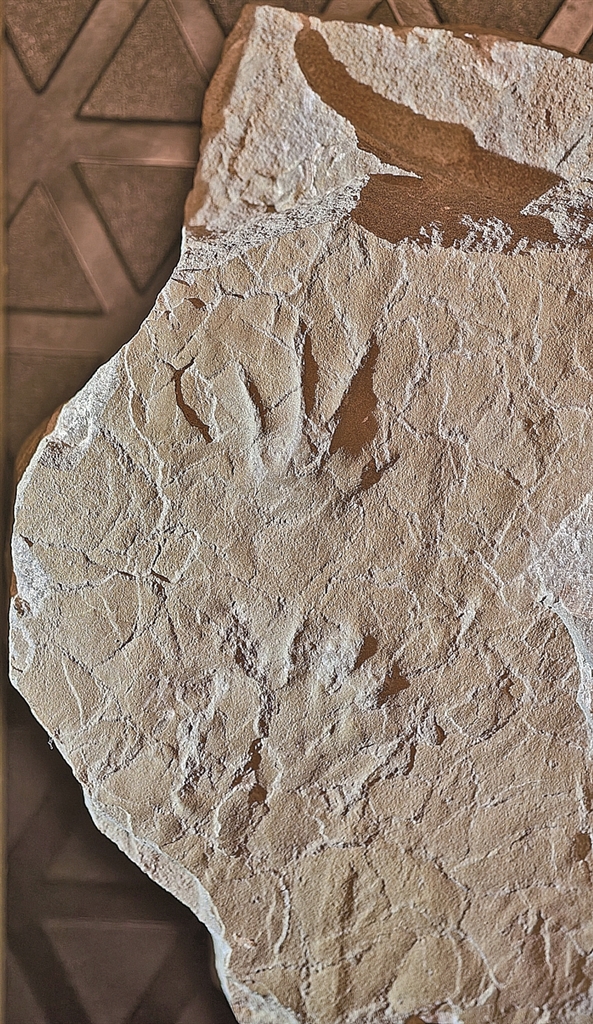 被一位12岁小学生意外发现——两枚足迹揭秘侏罗纪两栖动物世界