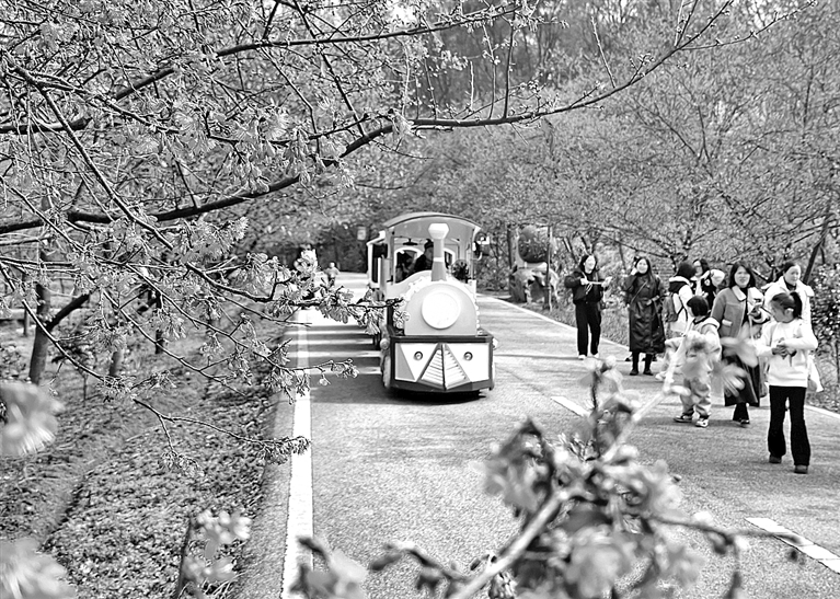 冬樱盛开引客来