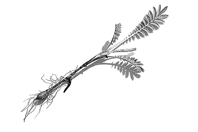 去昆仑，采的是什么药？