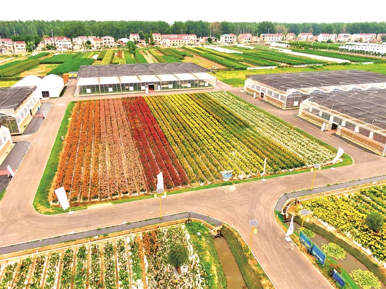 江苏省南京市栖霞区八卦洲街道外沙村：阿婆议事，议出发展金花花