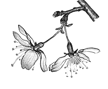 光明文化周末：迎春樱